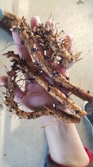 Hop Rhizomes – Cascade, Columbus, Glacier, Nugget, Chinook, Mt. Hood and more