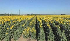 Organic Sunflower Seeds-Kernels-Hulled Raw non-GMO Unsalted Keto Vegan