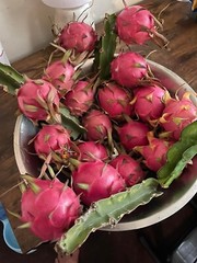 ULTRA RARE DRAGON FRUIT CUTTINGS – MULTIPLE VARIETIES – 8″ – 12: SIZE