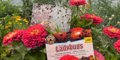3000 Live Ladybugs – (2 X 1500 Live Ladybugs) – Guaranteed Live Delivery!