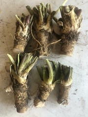 HORSERADISH CROWNS (Common), ORGANIC: 50 ea. for planting. PLANT ANYTIME.