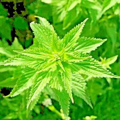 2000+ STINGING NETTLE SEEDS HEIRLOOM SPRING PERENNIAL HERB MEDICINAL POLLINATORS