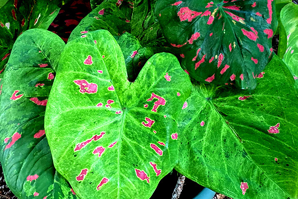2 Bulbs FLORIDA BEAUTY caladium from Florida Plantation