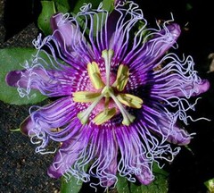 ~~MAYPOP PASSIFLORA~~Starter Plant~~Passiflora Incarnata~~BUTTERFLY HEAVEN!