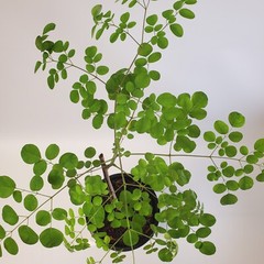 2-3ft Tall Moringa Oleifera Tree Save 6 Months of Grow Time AKA Miracle Tree