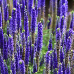 Salvia Lyrical Blues 2 Potted Plants – Rooted in Quart Pots, Easy to Grow
