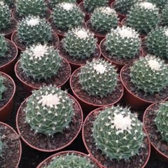 7-8CM Succulent Cactus Plant Obregonia Denegrii Cactaceae Home Garden Beautiful