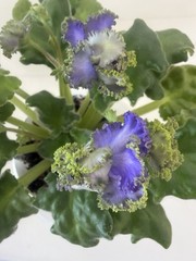African Violet PLANT ~ AV-LYAGUSHONOK (Little frog) Starter Very Rare