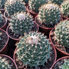 7-8CM Succulent Cactus Plant Obregonia Denegrii Cactaceae Home Garden Beautiful