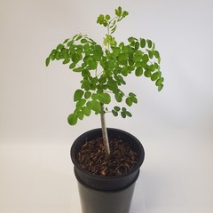 Moringa Oleifera Tree of Life Live Plant 3ft+- Save 6 Months of Growing Time