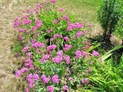 1001+CATCHFLY Flower Seeds None So Pretty Native Wildflower Patio Container Easy