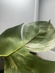 Monstera Aurea Variegated Rooted Cutting FREE SHIPPING USA seller