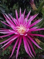 DRAGON FRUIT CUTTINGS – MULTIPLE VARIETIES – 8″ – 12: SIZE
