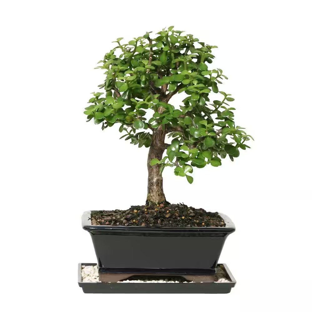 Dwarf Jade Bonsai Tree Indoor Plant with Ceramic Bonsai Pot Container, 4-Years O