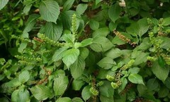 Ocimum gratissimum | West African Wild Clove Basil | 50_Seeds