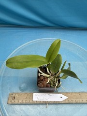 Cattleya Solar Flare ‘Paradise’ White Yellow Flare NBS Orchid Hybrid 2.5” Pot