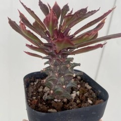 8CM Succulent Cactus Plant Euphorbia Guentheri Euphorbiaceae Home Garden Plant