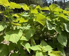 300 Korean Perilla Seeds Shiso 2025 Fresh Seeds 紫苏种子