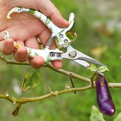 Garden Pruning Shears SK5 Black Blade Curved Straight Stainless Scissors