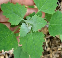 Lambs Quarter, wild spinich (Chenopodium album) Seeds