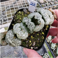 Haworthia Truncata Hybrid Succulent plants potted Home Garden Bonsai 6-8cm