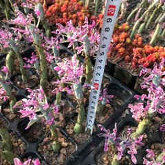 8CM Succulent Cactus Plant Senecio Articulatus Variegata Asteraceae Home Garden