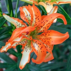50 Lily Flower Seeds Much Less Money Than Bulbs