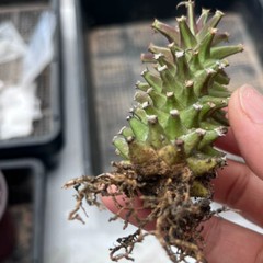 8CM Succulent Cactus Plant Euphorbia Guentheri Euphorbiaceae Home Garden Plant