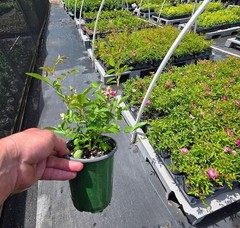 Peggy Martin Climbing Rose – Live Plant – ( 1 QT )