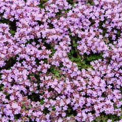 Creeping Thyme WILD Groundcover Perennial Purple Fragrant Bees Non-GMO 500 Seeds
