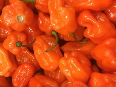 HABANERO ORANGE DEVIL ORANGE 30 SEEDS CHILE 100% GUARANTEED YUCATAN MEXICO