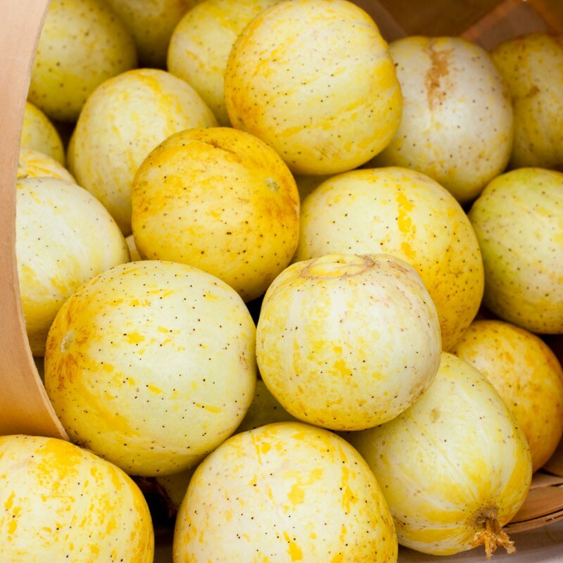 Lemon Cucumber Seeds | Non-GMO | Free Shipping | Seed Store | 1059
