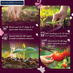 SVI 100 Golden 8 Bantam Corn Seeds (Zea mays) – Yellow Sweet Seed
