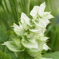 Clary Sage WHITE SWAN Salvia Birds Butterflies Pollinators Non-GMO 200 Seeds