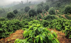 Ethiopian Yirgacheffe Coffee Beans Roasted Daily Medium 2 Bags 1 Pound Each