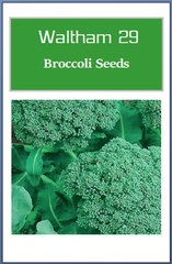 Broccoli Seeds | NON-GMO | Heirloom | Fresh Garden Seeds