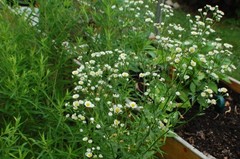 1/4 TSP + ANNUAL FLEABANE DAISY SEEDS/Erigeron annuus/NATIVE US