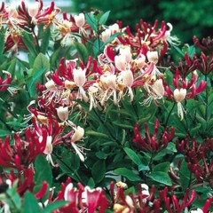 ~Serotina Belgica~Honeysuckle Vine Plant Late Dutch Lonicera~HUMMINGBIRD HEAVEN!
