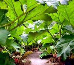 25 GUNNERA MANICATA SEEDS “Dinosaur Food” Giant Hardy Exotic Flower Plant RARE!