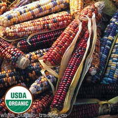 50 USDA Organic Mandan Bride Indian Corn mix USA colors heirloom Zea mays maize