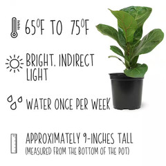 4.25 In. FICUS LYRATA – Fiddle Leaf Fig Houseplants (4-Pack)