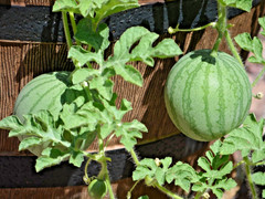 50+ Mini Watermelon Seedss (Citrullus lanatus) For Planting