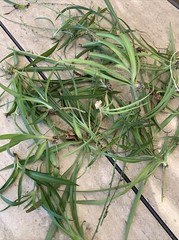 Spider Plant 10 Ready to Root Plants Easy Care Cleans Indoor Air