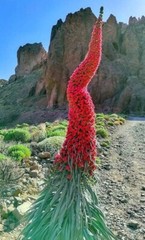 20 TOWER OF JEWELS SEEDS (Echium Wildpretii) Hummingbird Garden Flower Plant