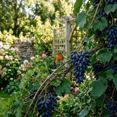 50 Sweet Sapphire Dark Blue Grape Seeds for Planting – Premium Sweet Sapphire