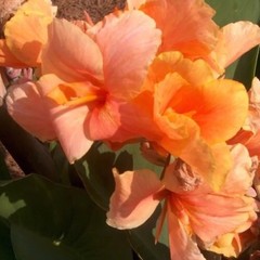 Canna Tropical Sunrise Large Blooming Size Bulbs, Lot Of (3) Rhizomes Green Leaf