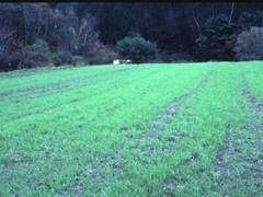 Annual Rye Grass 5.5 lbs Grass Seed Fast Growing Winter Fall Rye Grass FAST SHIP