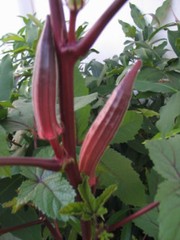 Red Burgundy Okra Seeds, NON-GMO, Heirloom, FREE SHIPPING