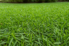 30,000 Premium Centipede Grass Seeds with moisture retaining coating