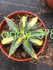 Agave victoriae-reginae var Golden color beautiful succulent 6-8cm